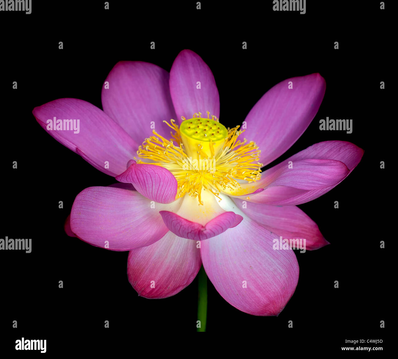 Lotus in voller Blüte Stockfoto
