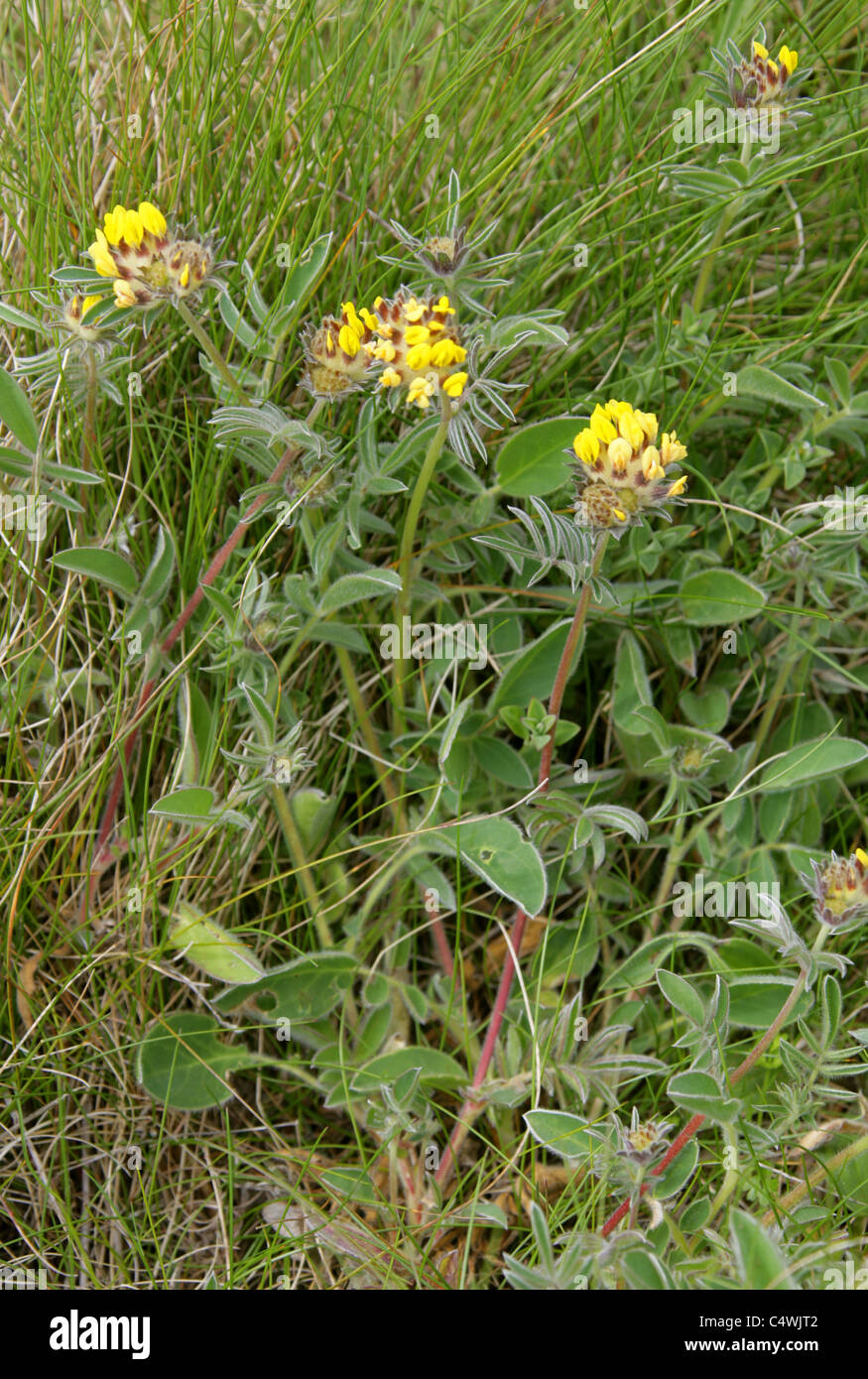 Niere Wicke, Anthyllis Vulneraria, Fabaceae. Cape Cornwall, UK. Stockfoto