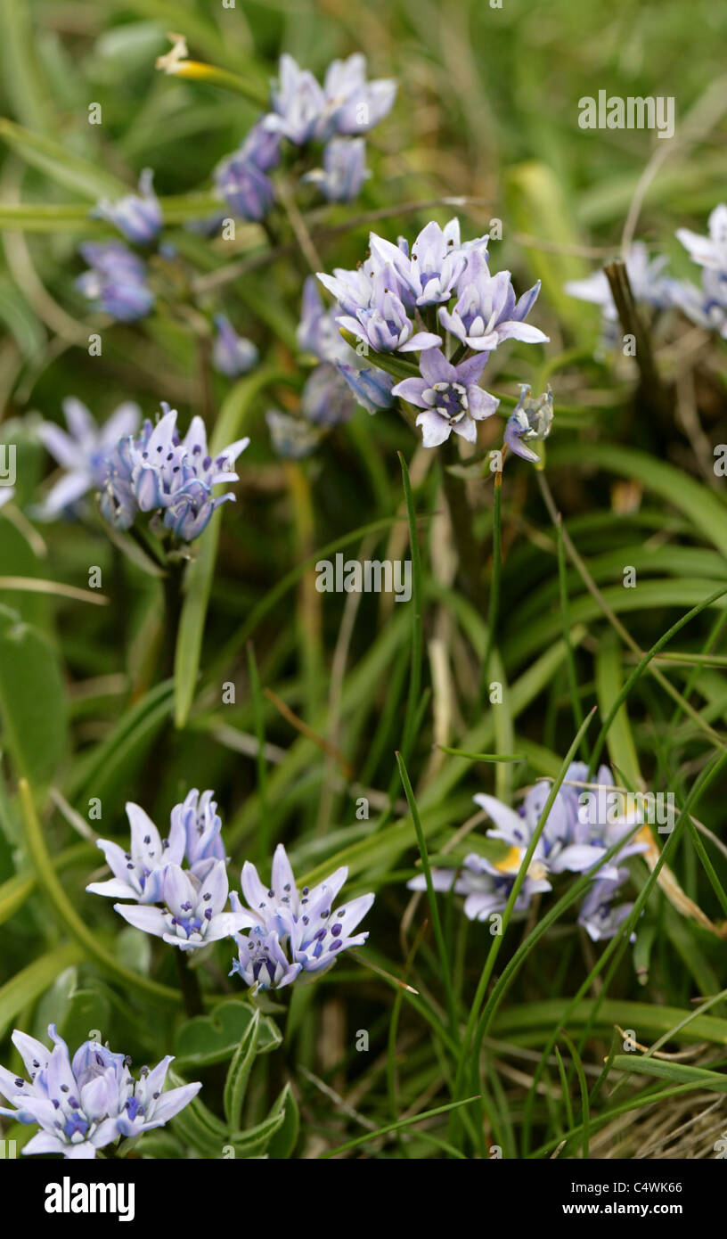 Frühling, Blaustern, Scilla Verna, Hyacinthaceae. Britische wilde Blumen wachsen auf Klippe Tops, Cornwall, UK. Stockfoto