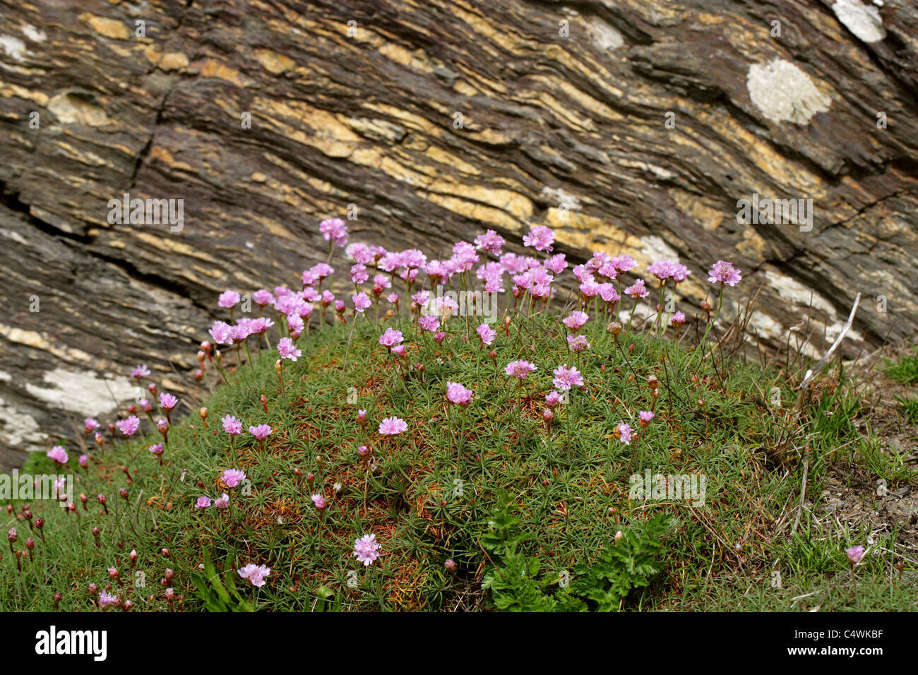 Sparsamkeit, Armeria Maritima SSP. Elongata, Plumbaginaceae. Britische wilde Blume wächst auf Klippen in Cornwall. Stockfoto