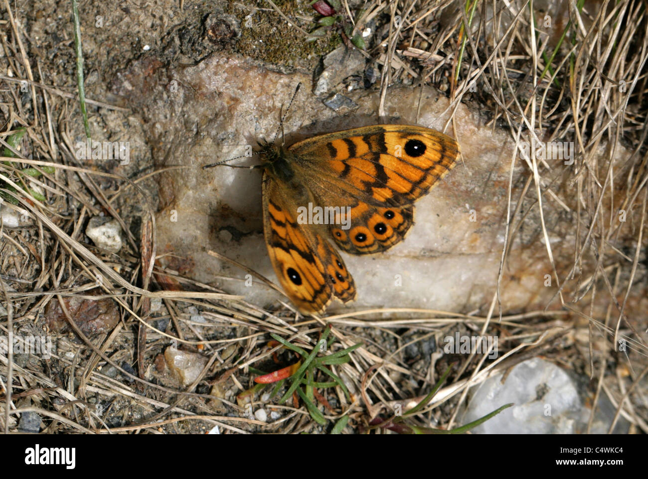 Wand braun Schmetterling, Lasiommata Megera (Pararge Megära), Satyrinae, Nymphalidae, Papilionoidea. Weiblich. Stockfoto