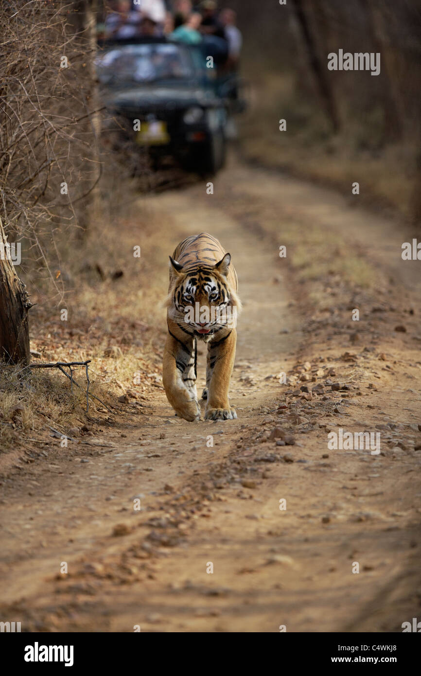 Tourist in einem Safari folgt ein Tiger auf dem Feldweg von Ranthambore Tiger Reserve, Rajasthan, Indien. (Panthera Tigris) Stockfoto