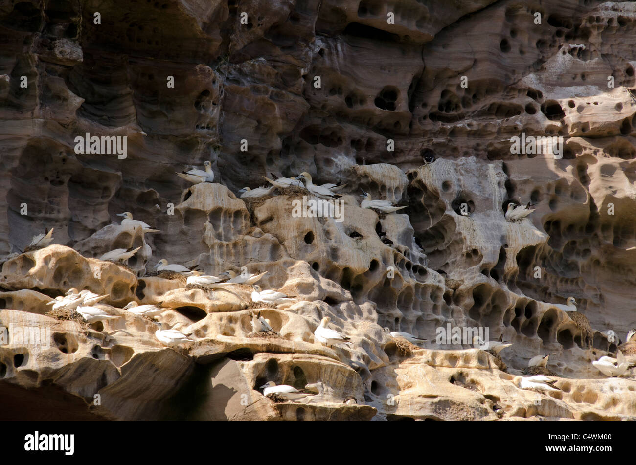 Schottland, Shetland-Inseln. Noss schottischen natürliche Naturschutzgebiet. Vogel-Klippen von Noss, brütenden Basstölpel (WILD: Sula Bassana). Stockfoto