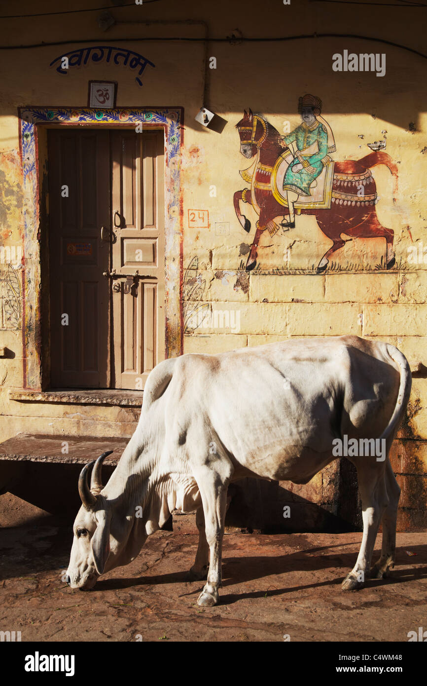 Kuh-außen Haus, Bundi, Rajasthan, Indien Stockfoto