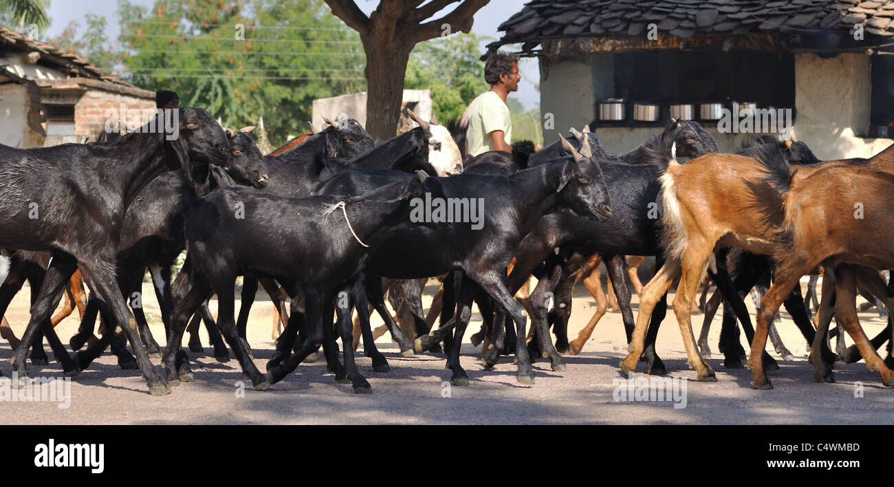 Herde von Ziegen in einem Dorf in Indien Stockfoto