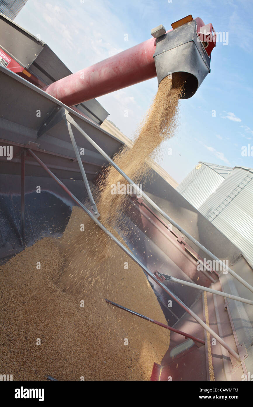 Korn Schnecke entladen Sojabohnen in Trichter Wagen während der Erntezeit in Iowa Stockfoto
