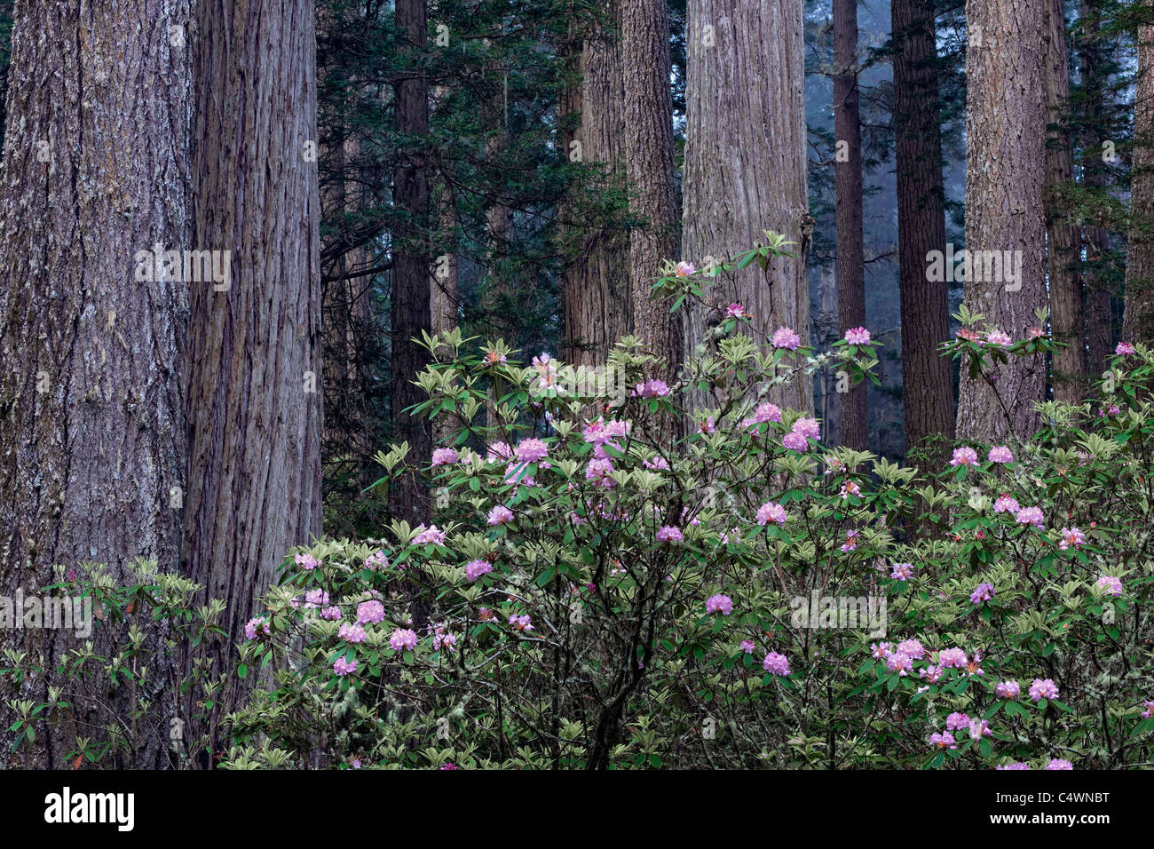 Frühling Rhododendren blühen unter den Redwood-Bäume im kalifornischen Del Norte Coast Redwoods State und National Parks. Stockfoto