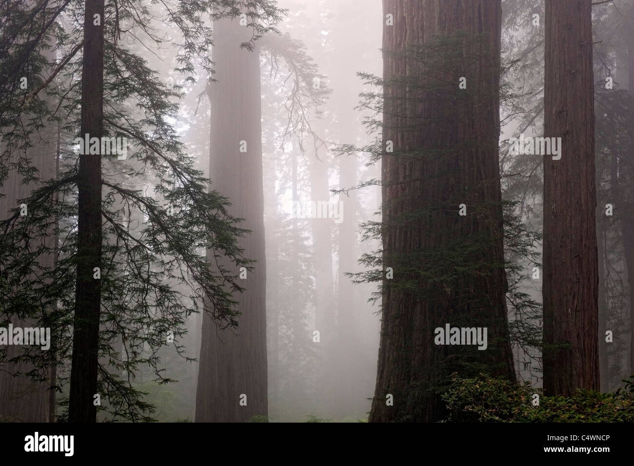 Riesigen Redwood-Bäume und Nebel in der Lady Bird Johnson Grove of California Prairie Creek Redwoods State und National Parks. Stockfoto