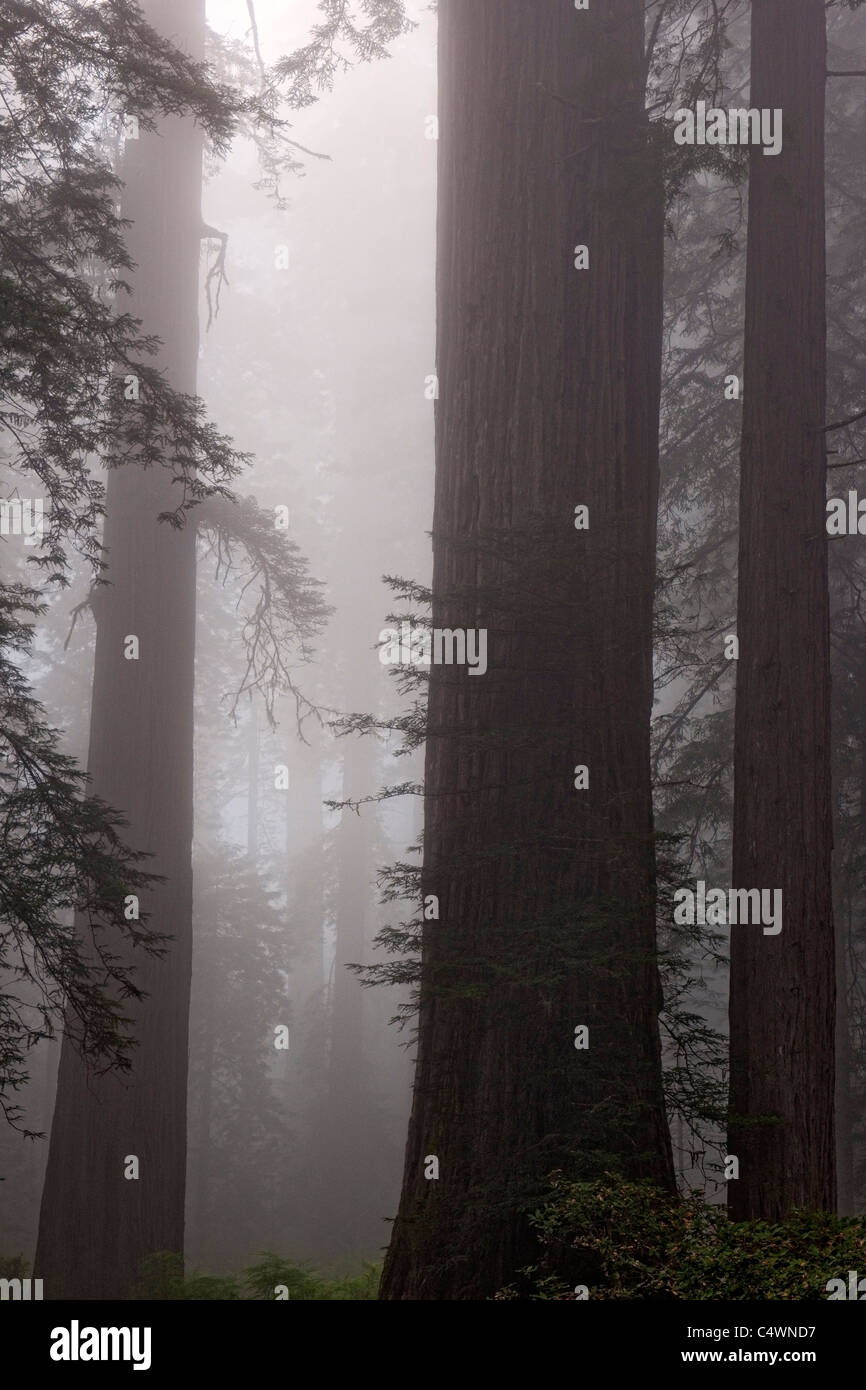 Riesigen Redwood-Bäume und Nebel in der Lady Bird Johnson Grove of California Prairie Creek Redwoods State und National Parks. Stockfoto
