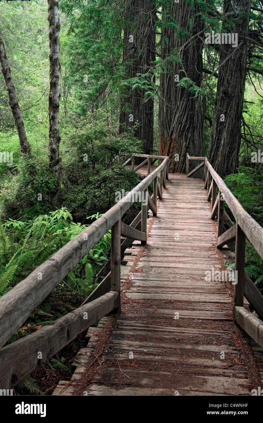Dieser Steg führt zu einem Hain von riesigen Redwood-Bäume im kalifornischen Prairie Creek Redwoods State und National Parks. Stockfoto