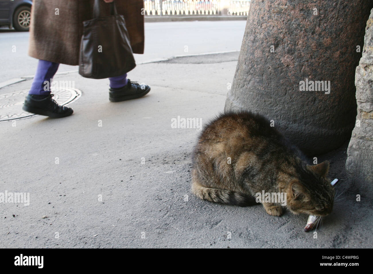 Streunende Katze frisst Fisch auf der Straße von Sankt Petersburg, Russland Stockfoto