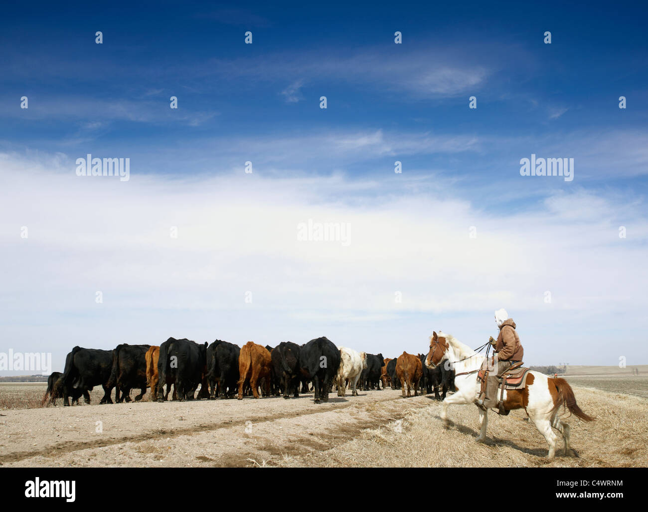 USA, Nebraska, Great Plains, Reiter Treiben des Viehs Stockfoto