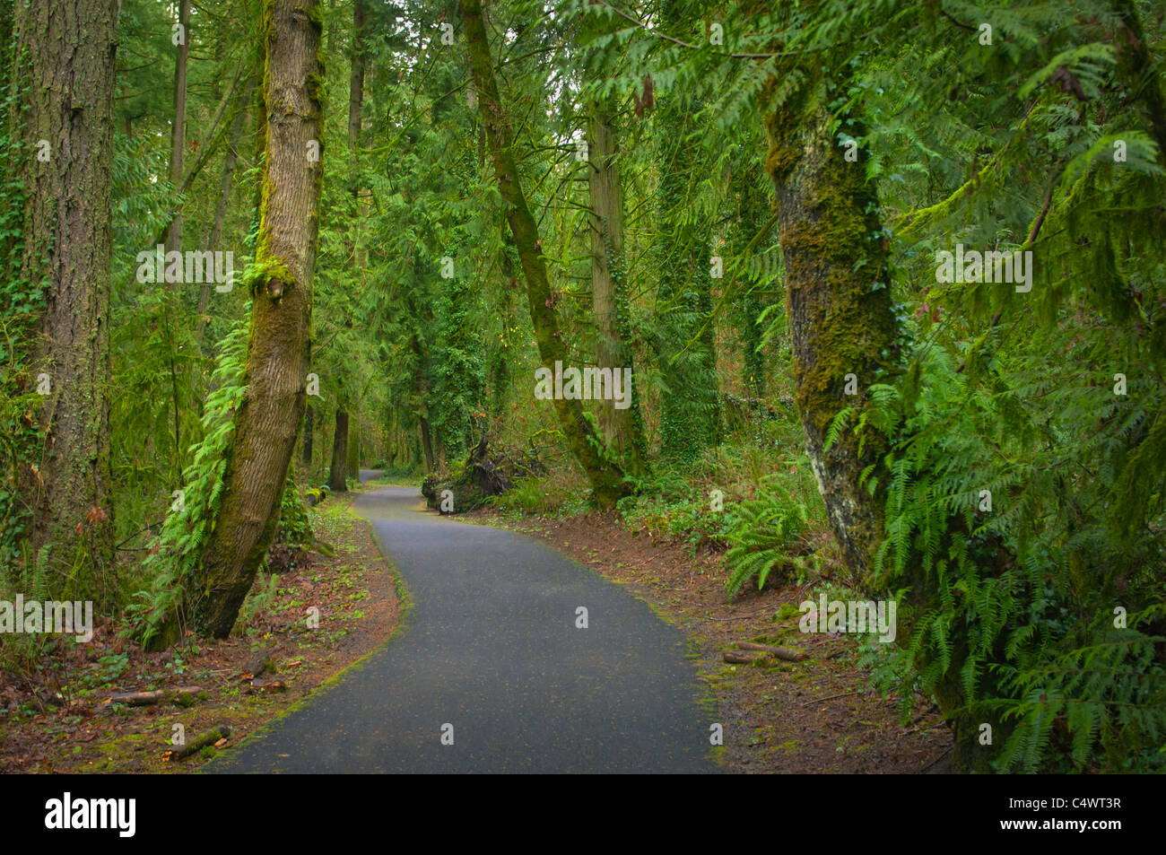 USA, Oregon, Marion County, grün bewaldeten Pfad Stockfoto
