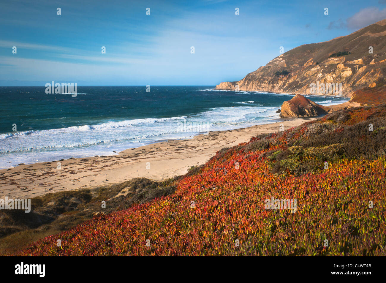USA, California, Big Sur, roten Pflanzen von Strand Stockfoto