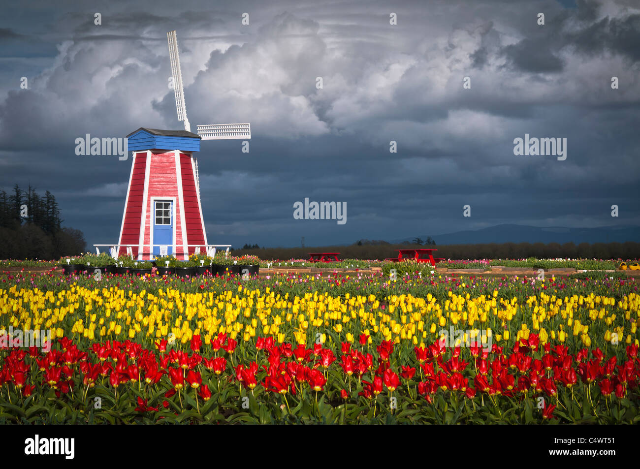 USA, Oregon, Holzschuh Tulip Farm Stockfoto