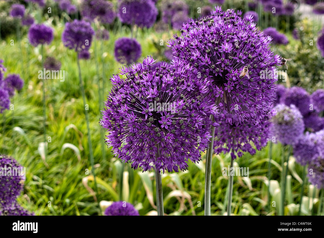 Grenze des riesigen Hollandicum Allium 'Purple Sensation'. Stockfoto