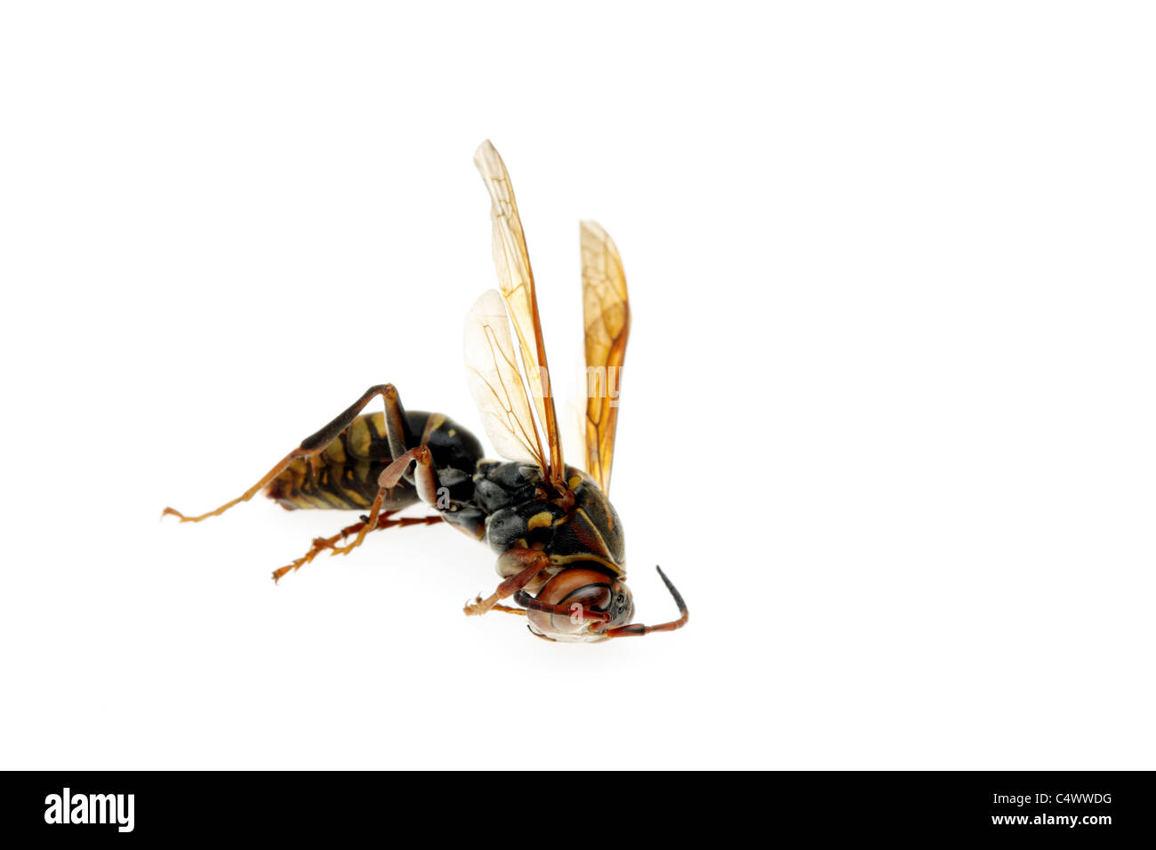Tote Wespe isoliert auf weißem Hintergrund Stockfoto
