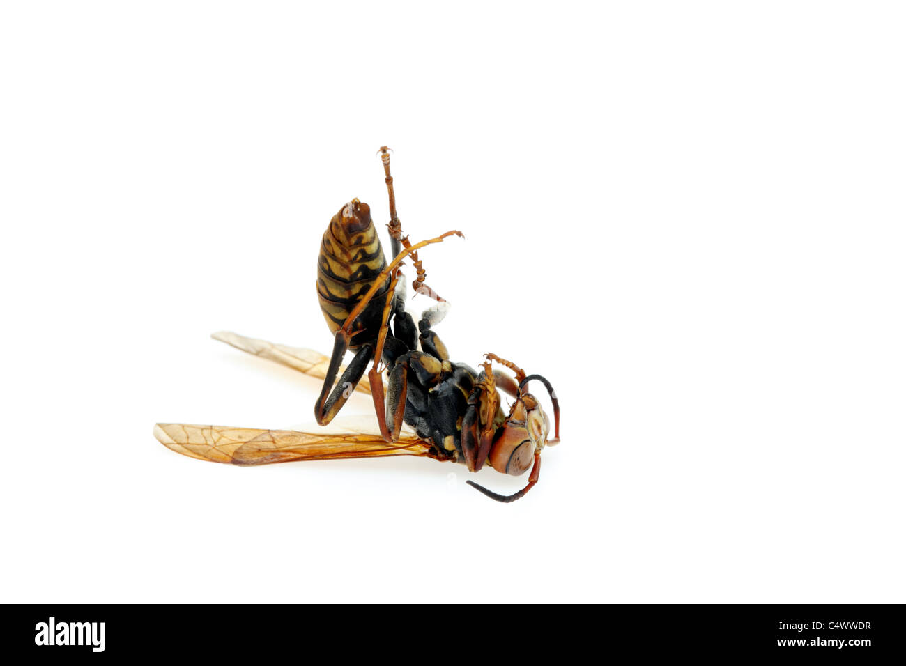Tote Wespe isoliert auf weißem Hintergrund Stockfoto