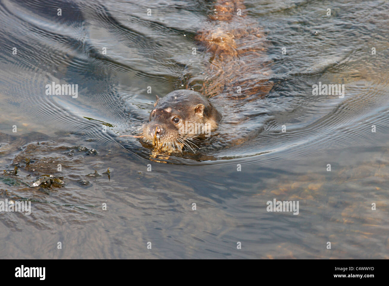 Europäische Otter (Lutra Lutra) mit einer Krabbe, Westküste Schottland, UK zum Ufer schwimmen Stockfoto