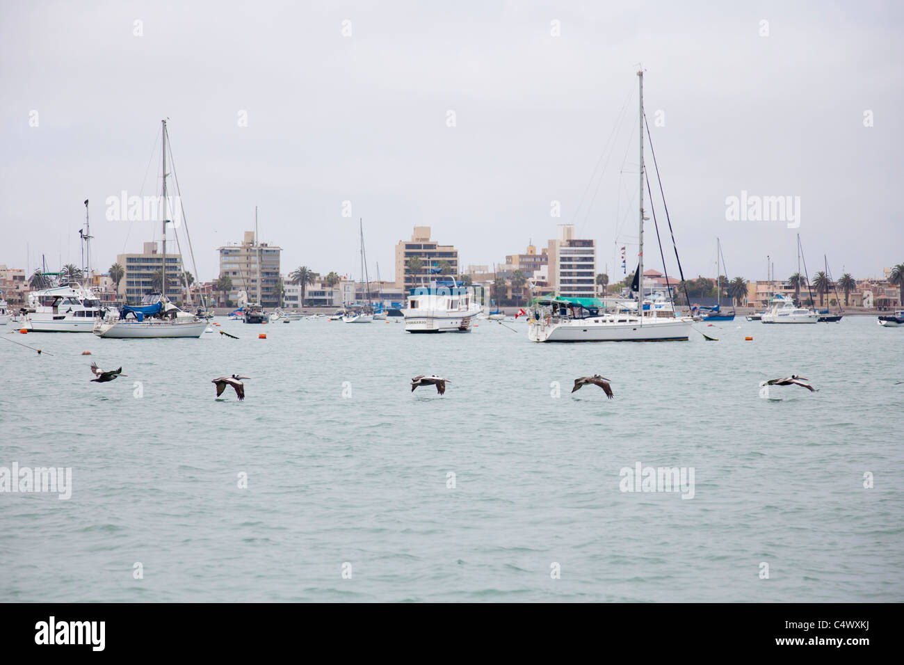Südamerikanische braune Pelikane im Flug über Hafen Callao, Lima, Peru Stockfoto