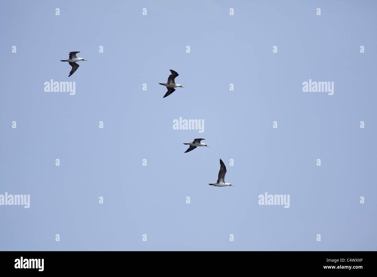 Vier Basstölpel im Flug über Hafen Callao, Lima, Peru Stockfoto