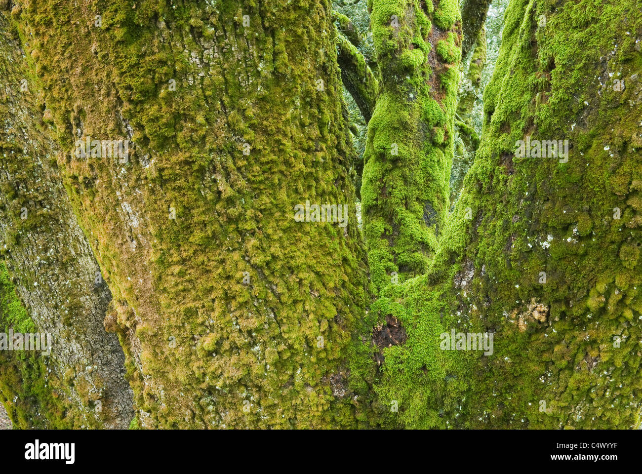 Moosbewachsenen Stämmen der Insel Eichen (Quercus Tomentella) endemisch in Kanalinseln, Santa Rosa Island, Channel Islands National Stockfoto