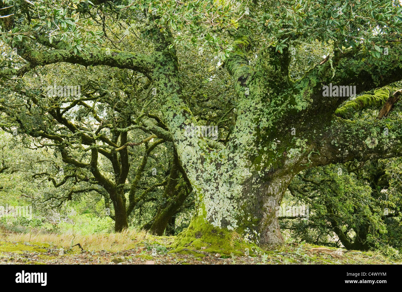 Moosbewachsenen Stämmen der Insel Eichen (Quercus Tomentella) endemisch in Kanalinseln, Santa Rosa Island, Channel Islands National Stockfoto