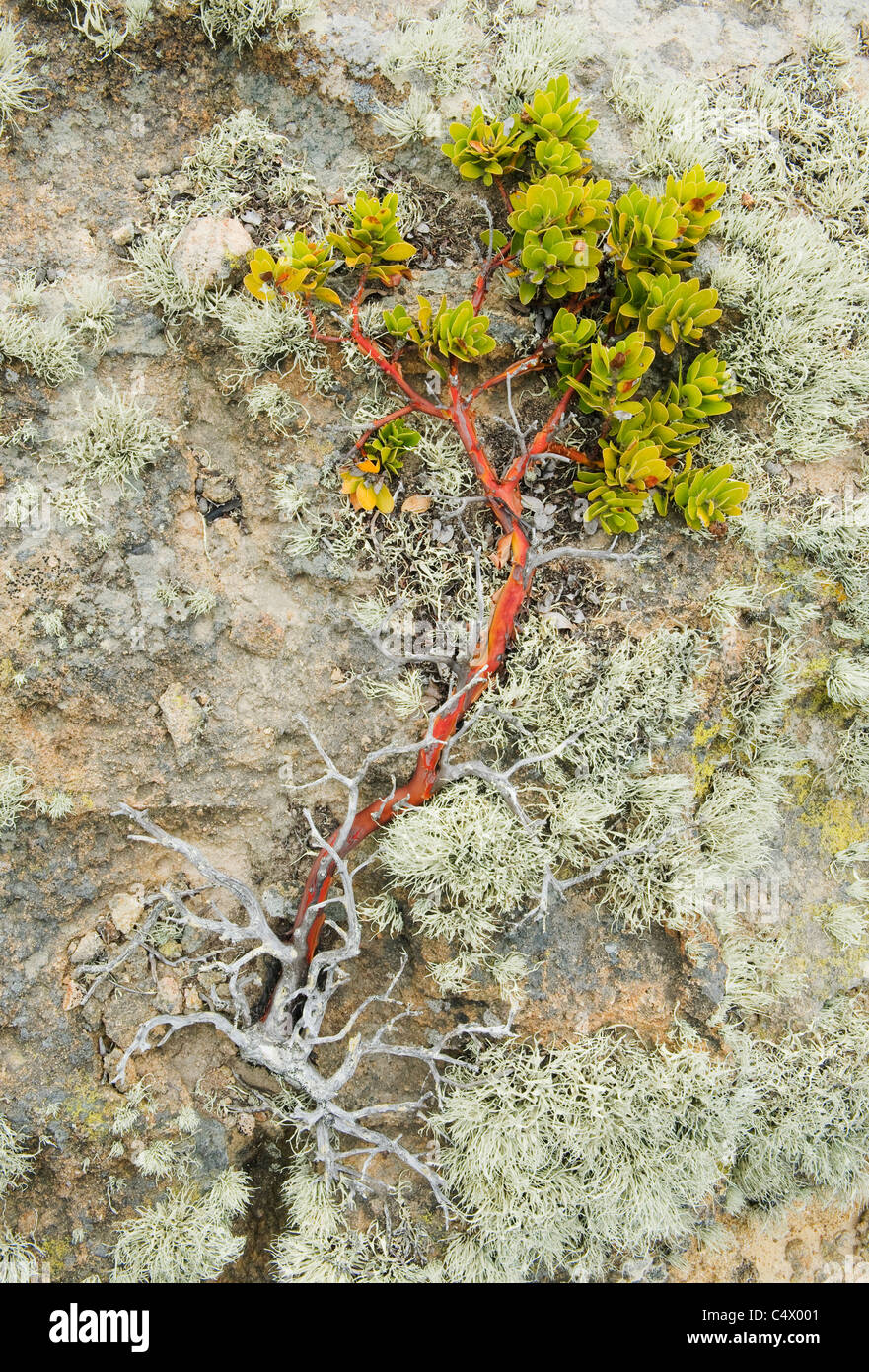 Manzanita und Flechten wachsen auf kargen Felshang, Santa Rosa Island, Channel Islands Nationalpark, Kalifornien Stockfoto