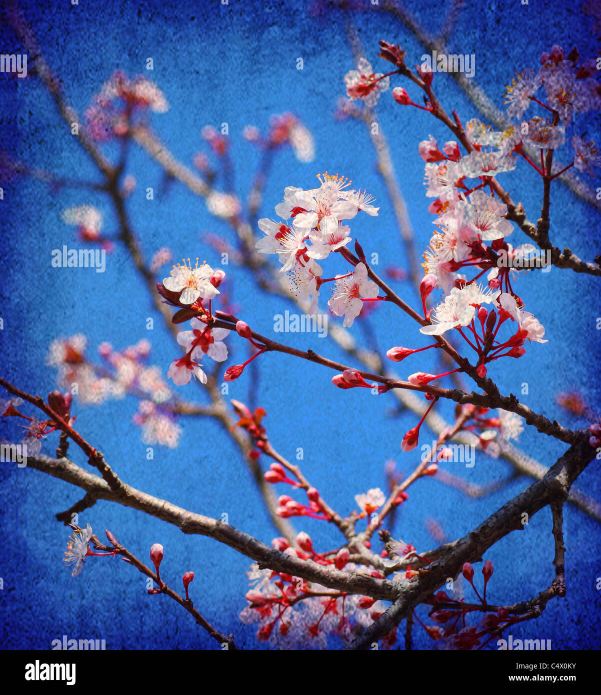 Kirschbaum Blüte Blumen im Frühling über blauen Himmelshintergrund Stockfoto