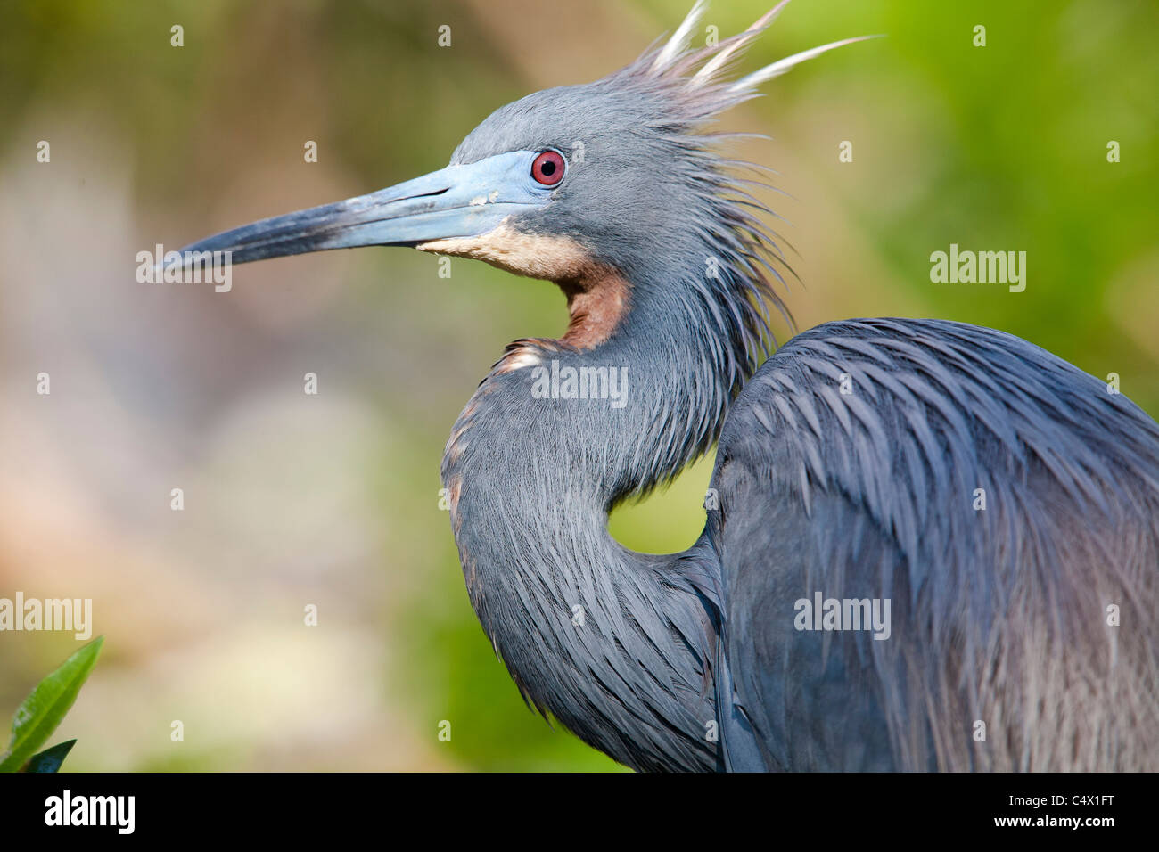 Schuss in den Kopf eines Vogels dreifarbigen Heron Stockfoto
