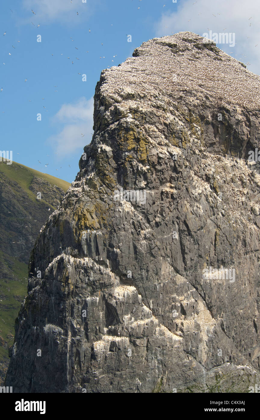 Schottland, St. Kilda Islands, äußeren Hebriden. Meer-Stack (Stac ein Armin) neben der Insel Boreray. Stockfoto