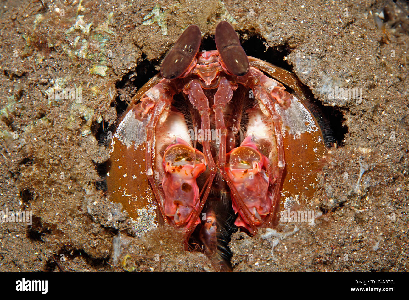 Spearing Mantis Shrimps, Lysiosquillina Lisa. Tulamben, Bali, Indonesien. Stockfoto
