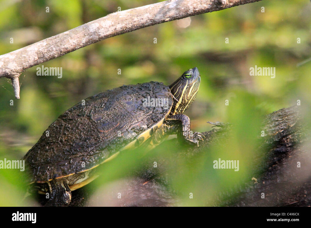 Schildkröte, Nationalpark Pico Bonito, La Cieba, Honduras Stockfoto