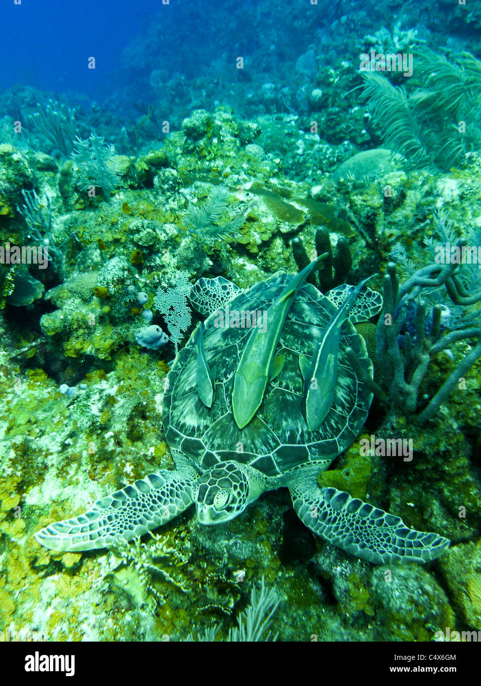 Grüne Schildkröte, Roatan, Bay Islands, Honduras, Ce Stockfoto
