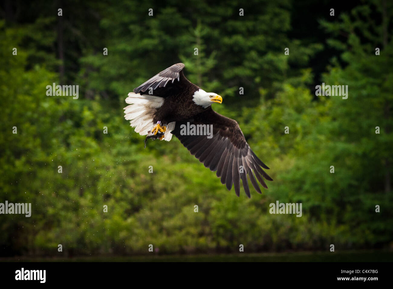 Weißkopfseeadler (Haliaeetus Leucocephalus) während des Fluges mit Fisch Boulder Junction, Wisconsin. Stockfoto