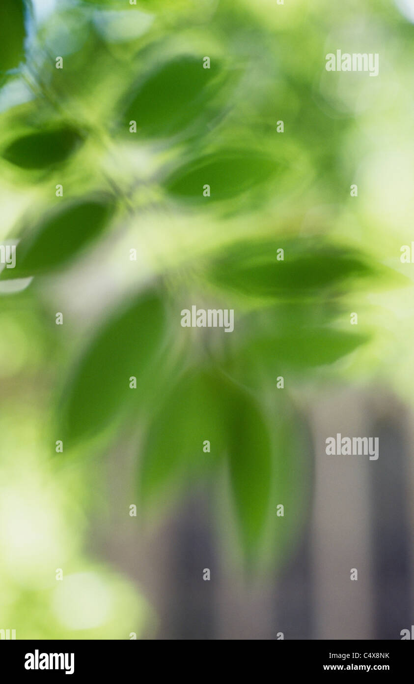 Impressionistische Blatt der gemeine Esche oder Fraxinus Excelsior Baum mit Hintergrundbeleuchtung Blättern und Gebäude hinter Stockfoto