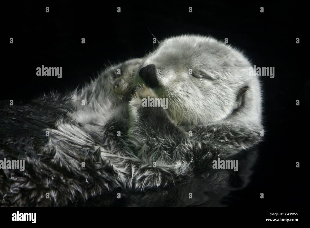Schlafende Otter Stockfoto