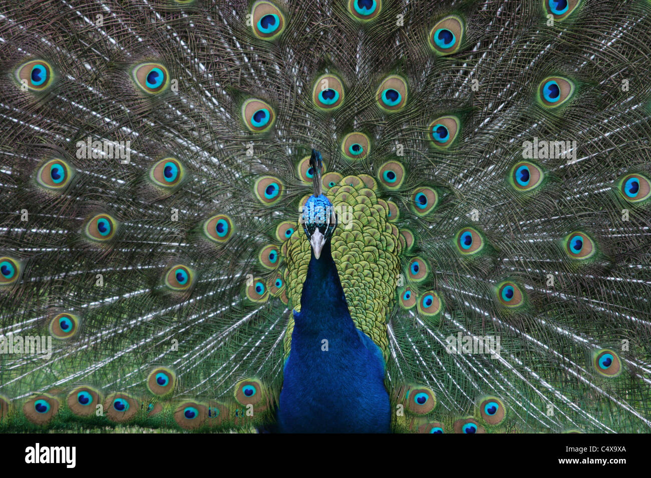 Pfau Stockfoto