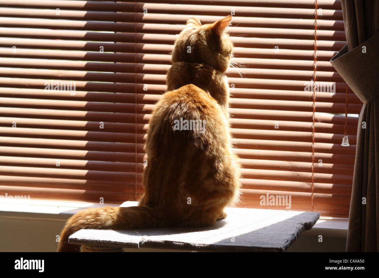 Katze aus dem Fenster Stockfoto