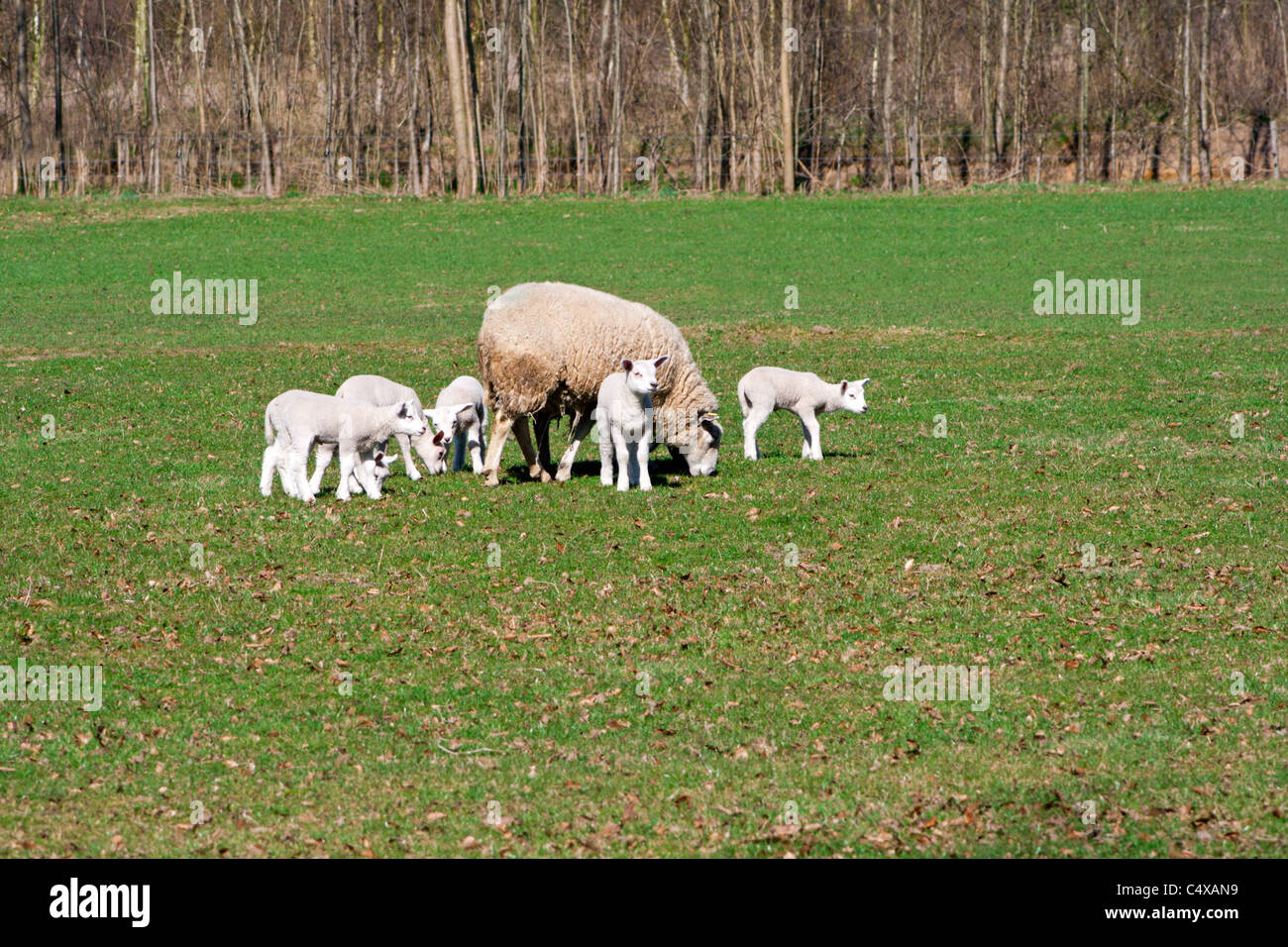 Schafe und Lämmer Weiden in einem Feld im zeitigen Frühjahr Stockfoto