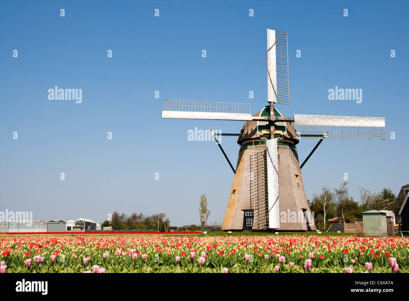 Holländische Windmühle in einem Tulipfield in Holland Stockfoto