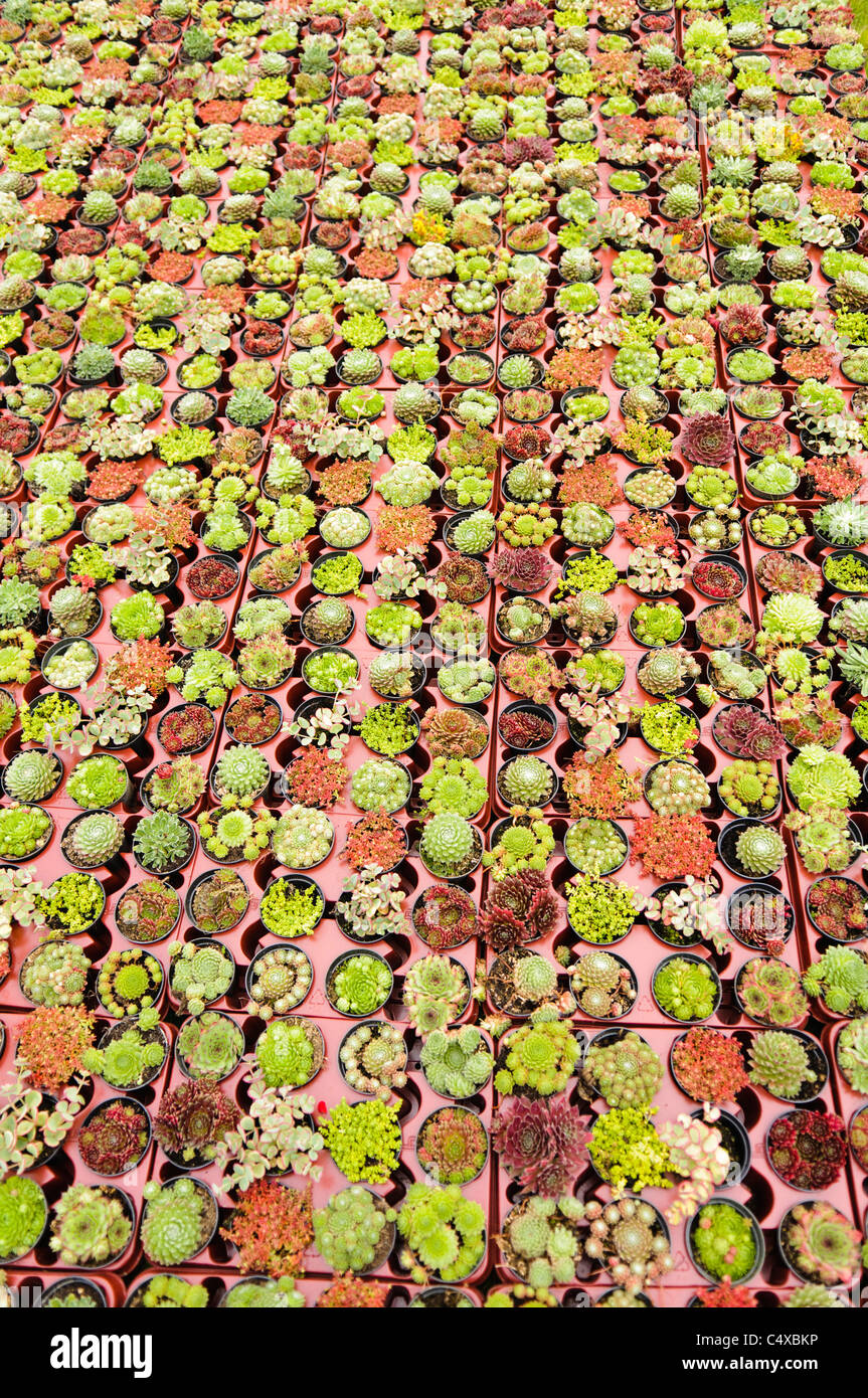 Kaktus gartencenter zu verkaufen Fotos und Bildmaterial in hoher