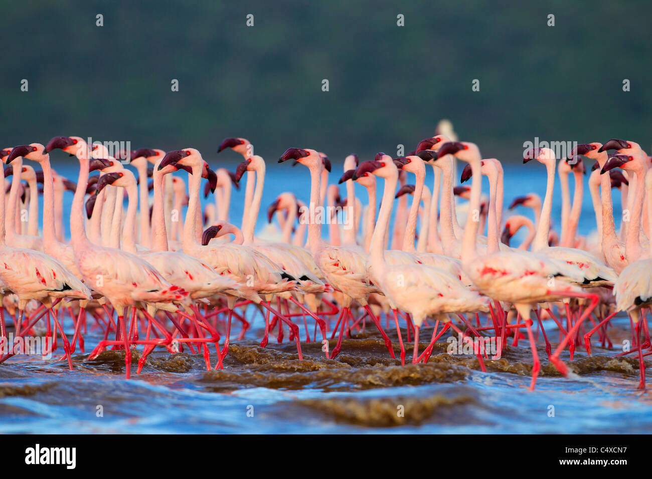Lesser Flamingo (Phoenicopterus minor) am See Bogoria.Kenya Stockfoto