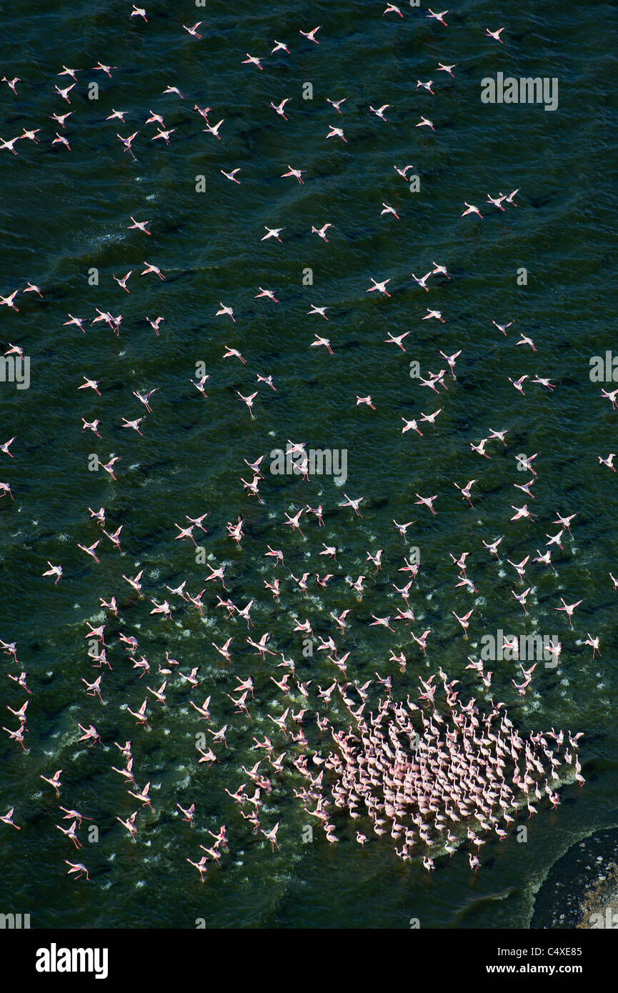 Luftaufnahme von Lesser Flamingo (Phoenicopterus minor) fliegen über See Bogoria.Kenya Stockfoto