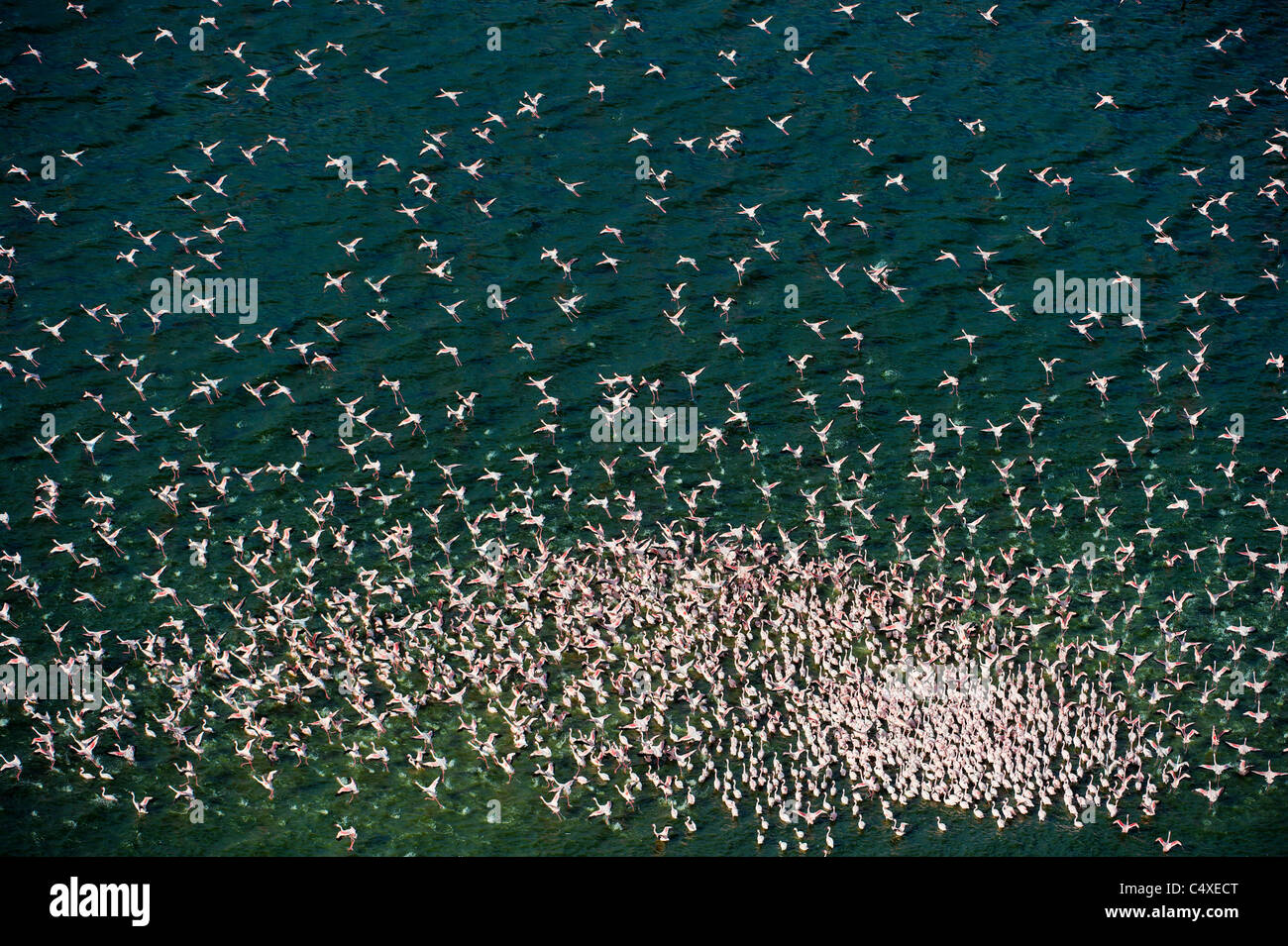Luftaufnahme von Lesser Flamingo (Phoenicopterus minor) fliegen über See Bogoria.Kenya Stockfoto
