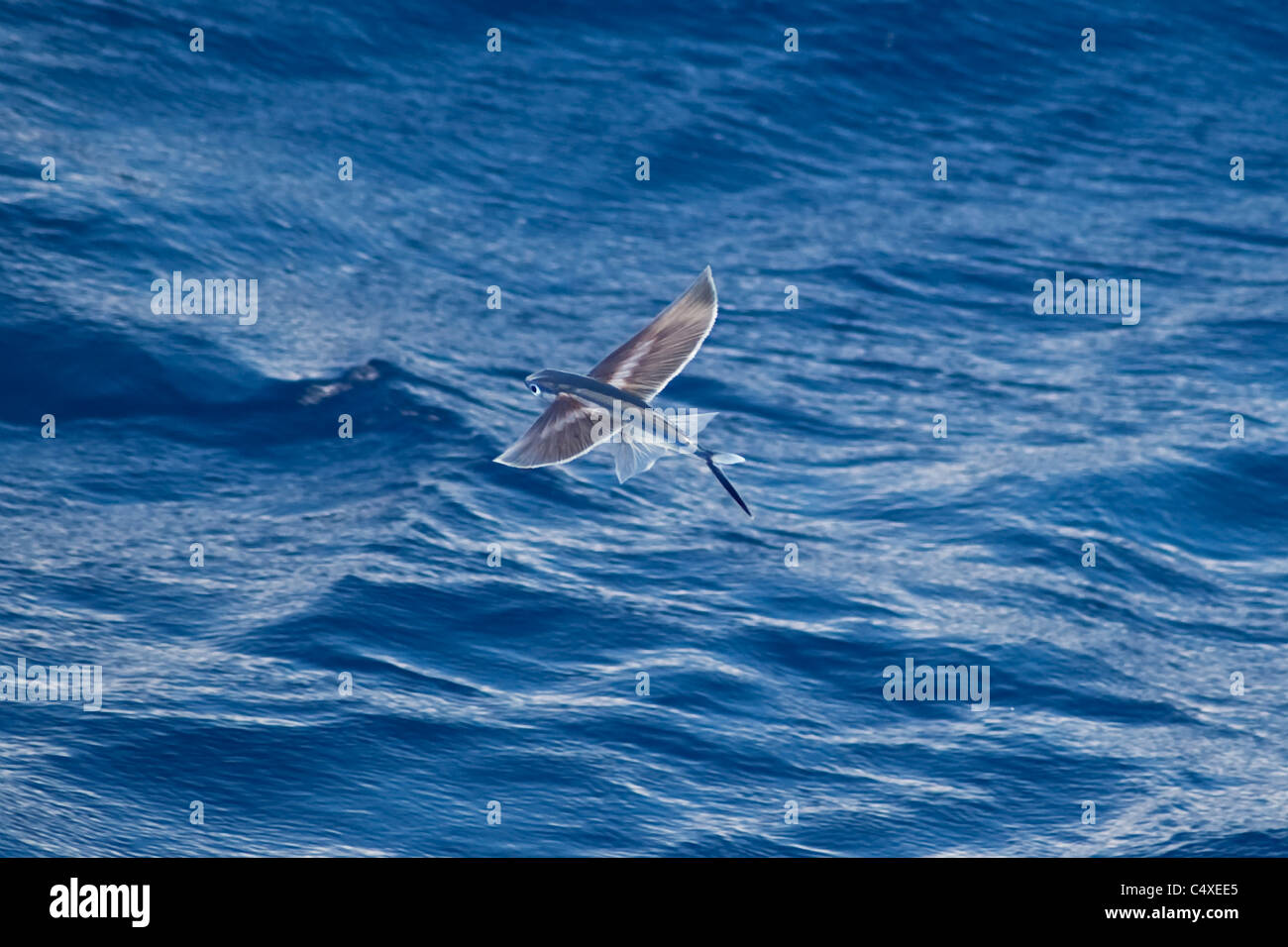 Fliegende Fische-Arten (wissenschaftlicher Name unbekannt) seltene ungewöhnliche Bild, in der Luft. Süd-Atlantik. Stockfoto