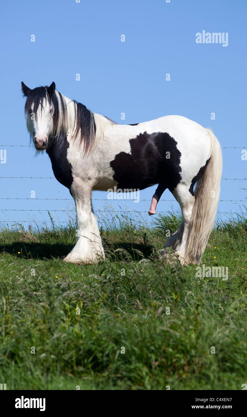 Shire Horse mit erigierten Penis Stockfotografie Alamy