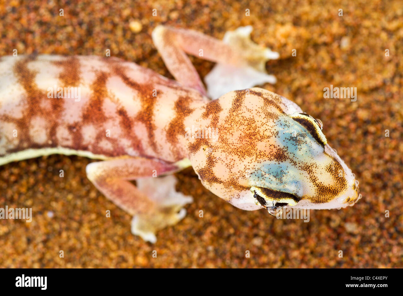 Footed Gecko (Palmatogecko Rangei). Nachtaktive Tiere, die meist eingebettet in tiefen Höhlen leben. Stockfoto