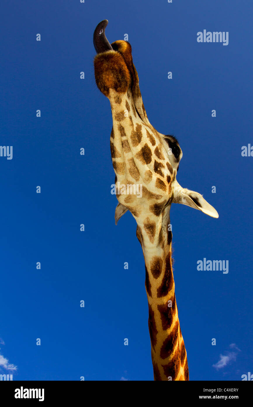 Rothschild-Giraffen (Giraffa Plancius Rothschildi) ist einer der 9 Unterarten der Giraffe. Giraffe Manor Kenia. Steinimitationen Ostafrika Stockfoto