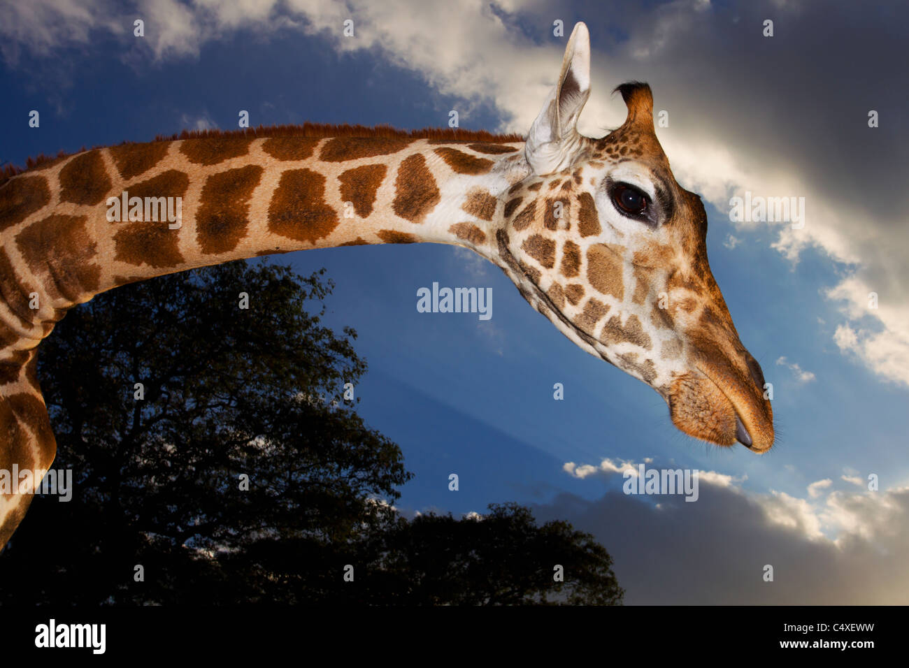 Rothschild-Giraffen (Giraffa Plancius Rothschildi) ist einer der 9 Unterarten der Giraffe. Giraffe Manor Kenia. Steinimitationen Ostafrika Stockfoto